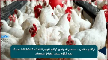 ارتفاع مفاجئ.. أسعار الدواجن ترتفع اليوم الثلاثاء 26-8-2025 صباحًا بعد قفزة سعر الفراخ البيضاء